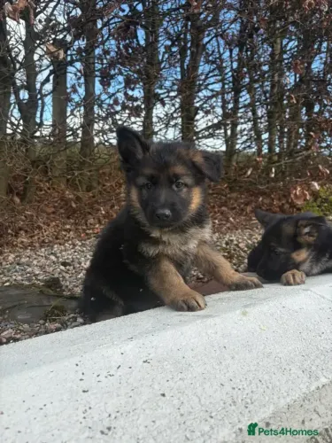 Filhote de cachorro Pastor Alemão dócil saudável dócil com saúde sp