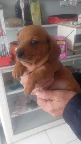 Salsichinha machinho lindo e vacinado