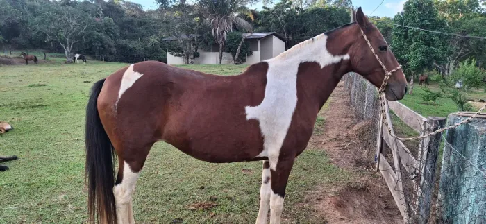 Egua mangalarga pampa