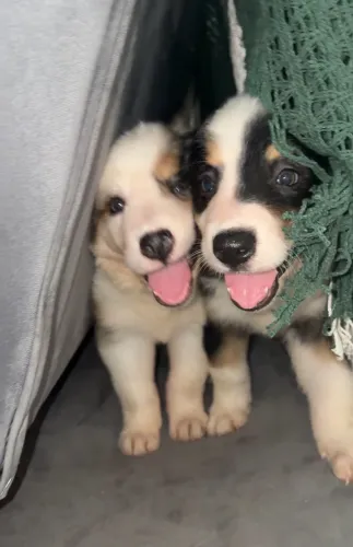 Border Collie vacinados e vermifugados 