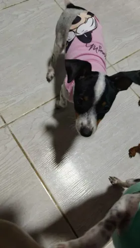 Vende Pincher do 0 a 1