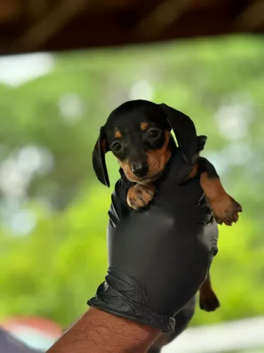 Dachshund- Filhotes lindos e muito bem cuidados 