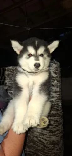 Filhote de Husky Siberiano 