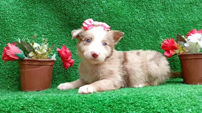 Filhote boder collie