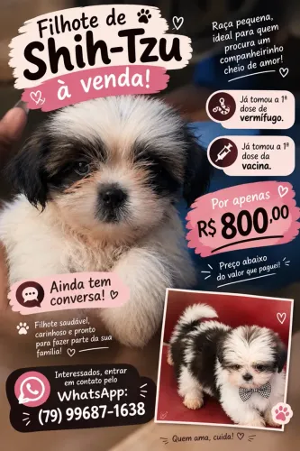 Filhote de Shih-tzu