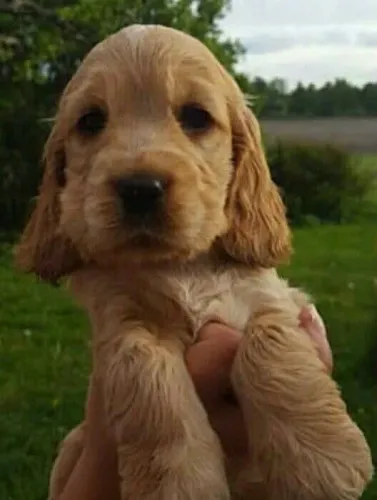 Cocker spaniel muito encantador