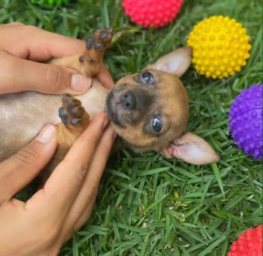 Zero pinscher femea e macho