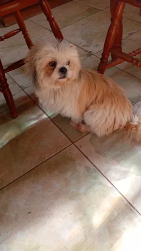 Cães de raça 