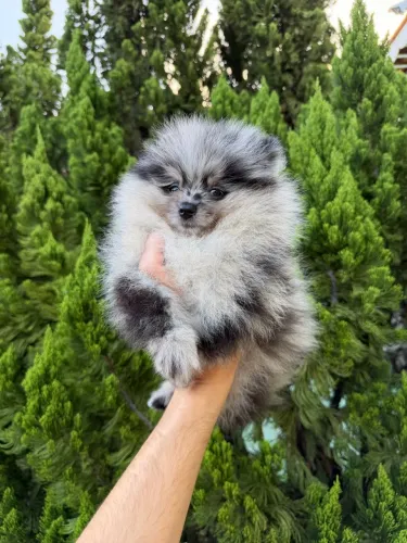 Spitz alemão anão macho pelagem Merle com pedigree CBKC