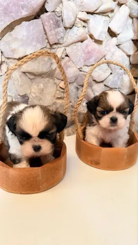 VENDO FILHOTES DE SHIH TZU MACHO