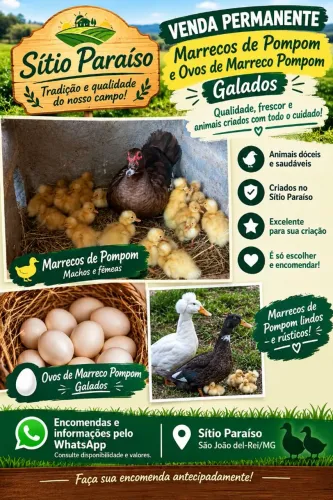 Ovos galados de marreco de pompom