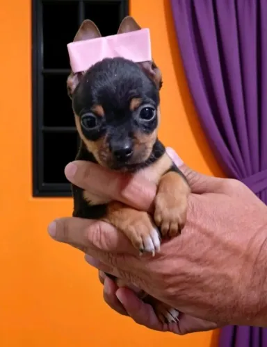 Seu Novo Pinscher Mini