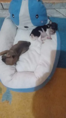 Vendo um casal de filhote pintcher