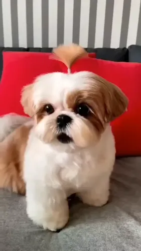 SHIH-TZU MICRO FILHOTES DISPONÍVEIS