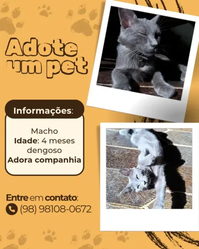Gatinho para adoção 