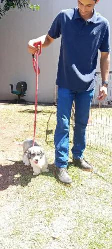 Doa-se Shih Tzu fêmea 1,5 anos 