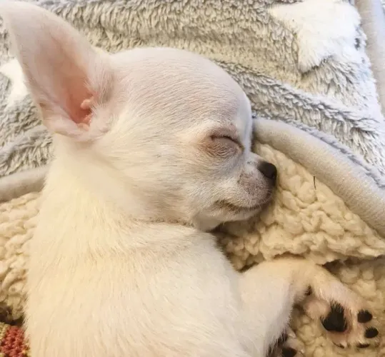 Chihuahua lindos filhotes pelo longo e pelo curto
