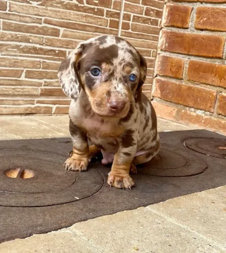 Filhote de Teckel Dachshund com manchas