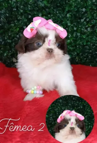 Shih Tzu Bicolor Macho - Leal e Super Fofo!