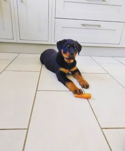 Filhotes de Rottweiler | Um encanto que cabe no colo!