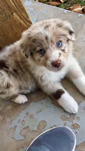Border collie, adestrado, vacinado e amoroso 