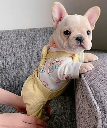 Fofos Bulldog Francês  