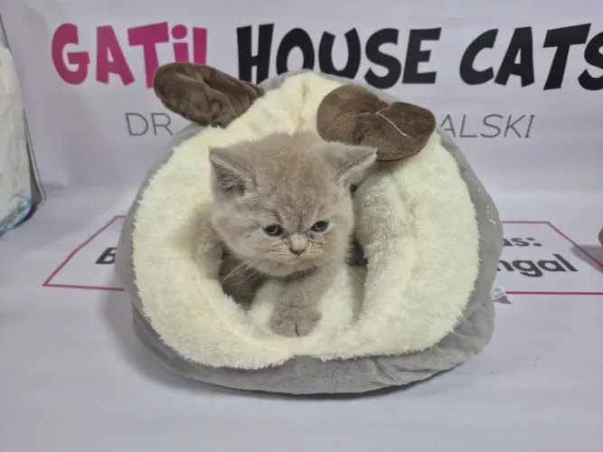 Gatinho British Shorthair Cinza