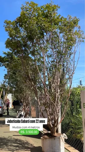 Jabuticaba Sabará com 22 anos 