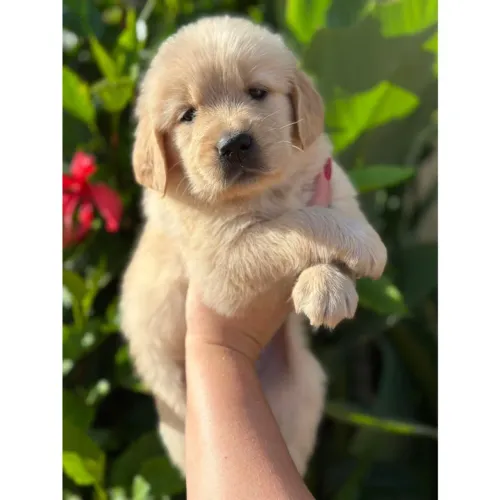 Golden Retriever com Muito Amor para o Melhor Pai do Mundo