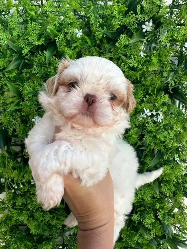 Shih Tzu macho nariz marrom e olhos verdes
