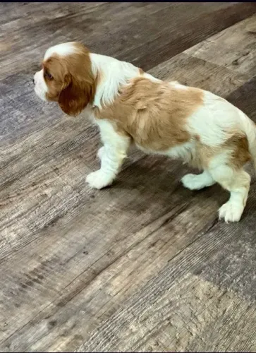 Cavalier King Fêmea Pequena - Vacinada e Vermifugada