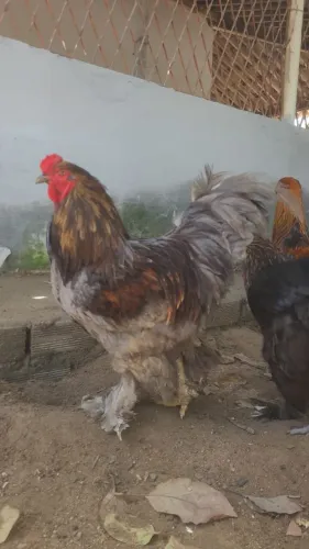 Galinhas e galos Brama e de capoeira