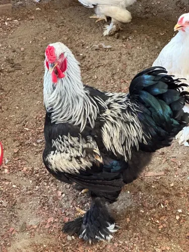 Pintinhos e ovos galados da raça Brahma 