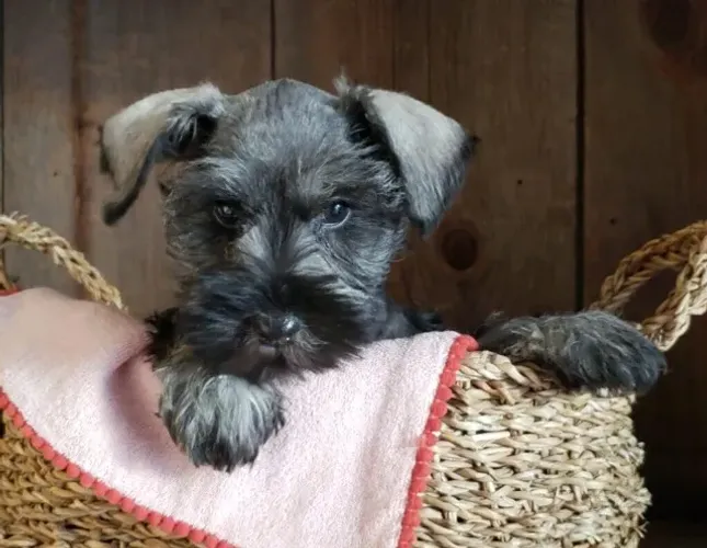 Schnauzer - Cachorros disponível 