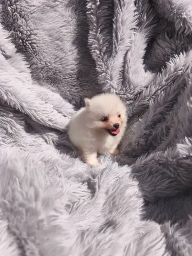 Spitz alemão macho branco (Lulu da Pomerânia)
