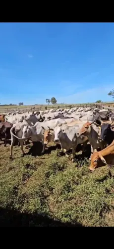 Trabalhador Rural - Peão 