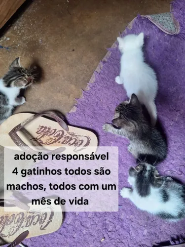 Gatinhos para adoção responsável