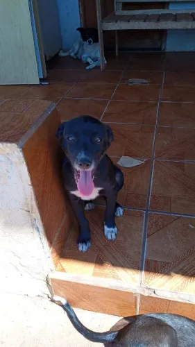 Cachorrinho para doação?