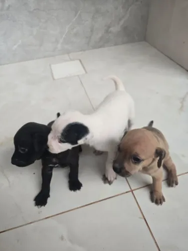 Doação cachorro