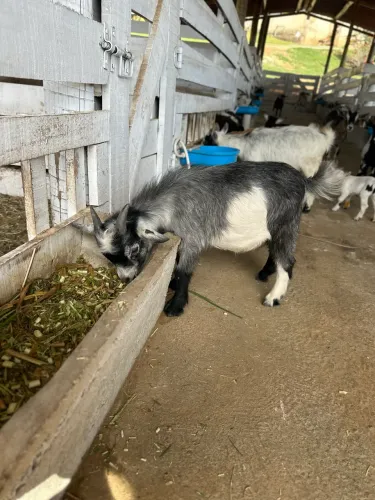 Mini cabras 