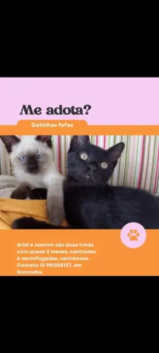 Adoção responsável 