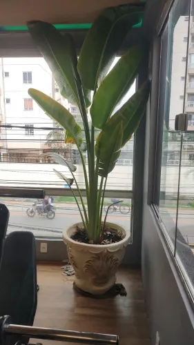 PLANTAS PARA PAISAGISMO.
