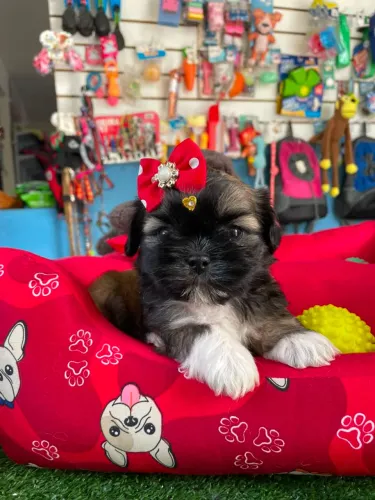 Shihtzu fêmea máscara negra promoção
