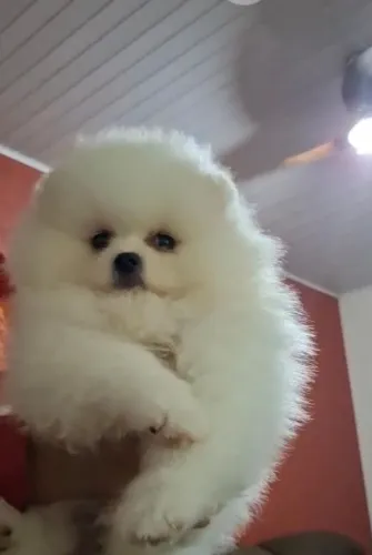 Spitz Alemão