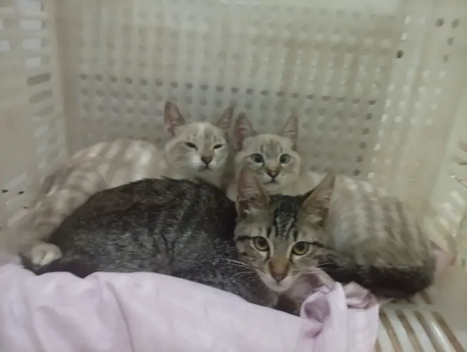 Doação de pets