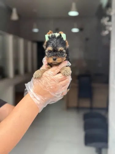 Yorkshire terrier fêmea - Seu novo companheiro com pedigree e padrão premium