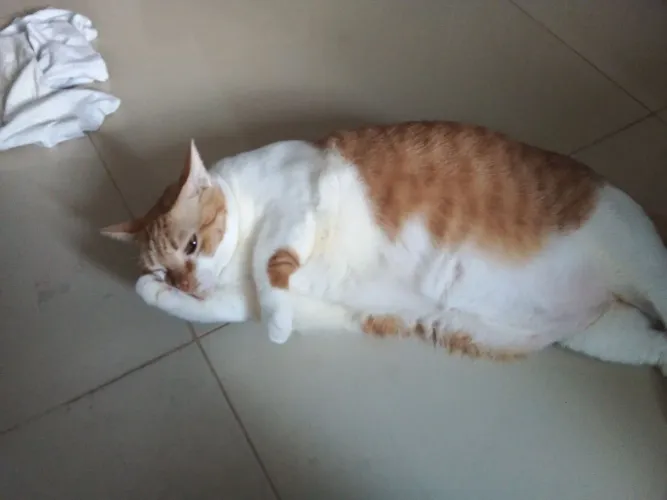 DOA-SE GATO LARANJA CASTRADO