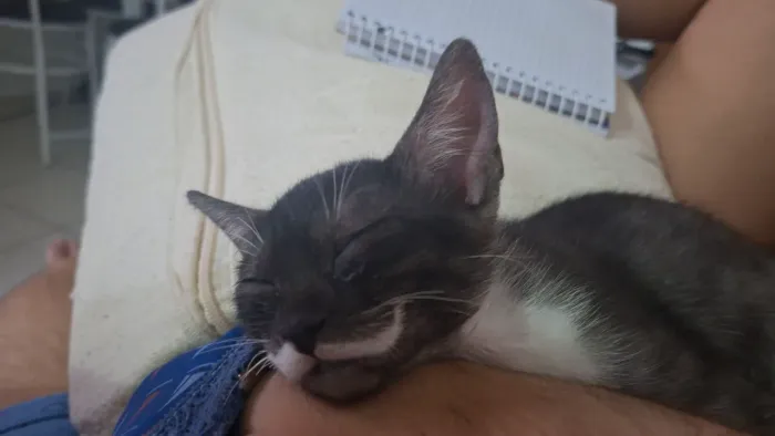Gato Macho para adoção