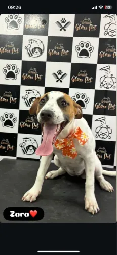 American Staffordshire - Fêmea- 6 Meses