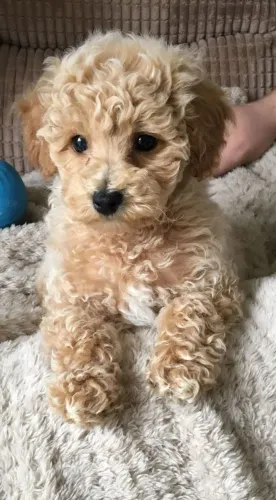 Poodle Uma presença que faz diferença em casa